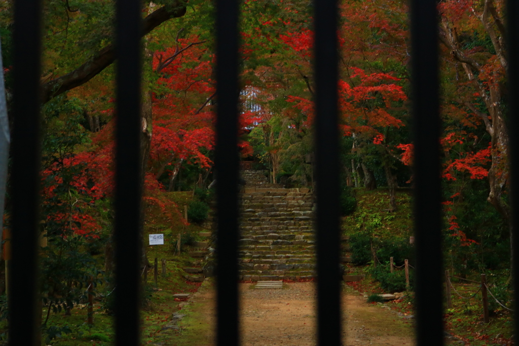 早朝、散歩道にて