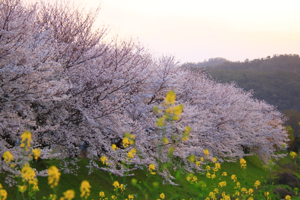 桜