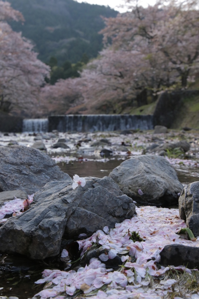 桜.七谷川