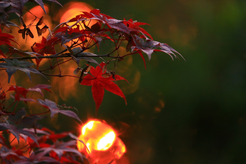 朝の木漏れ日と紅葉