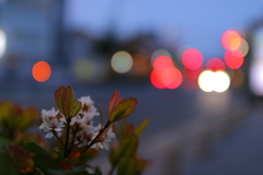 幹線道路の光と花