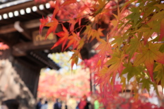京都 紅葉