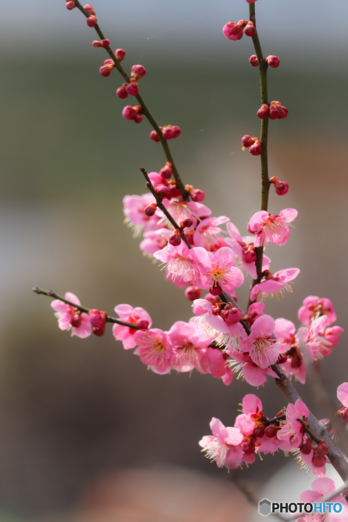 梅の花