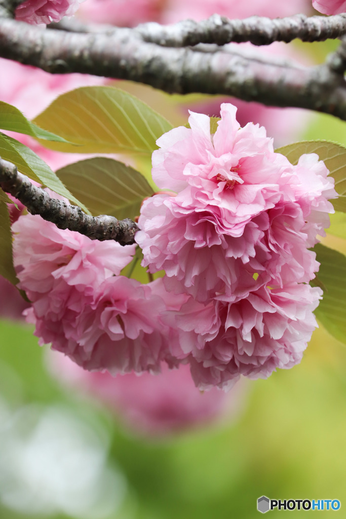 八重桜