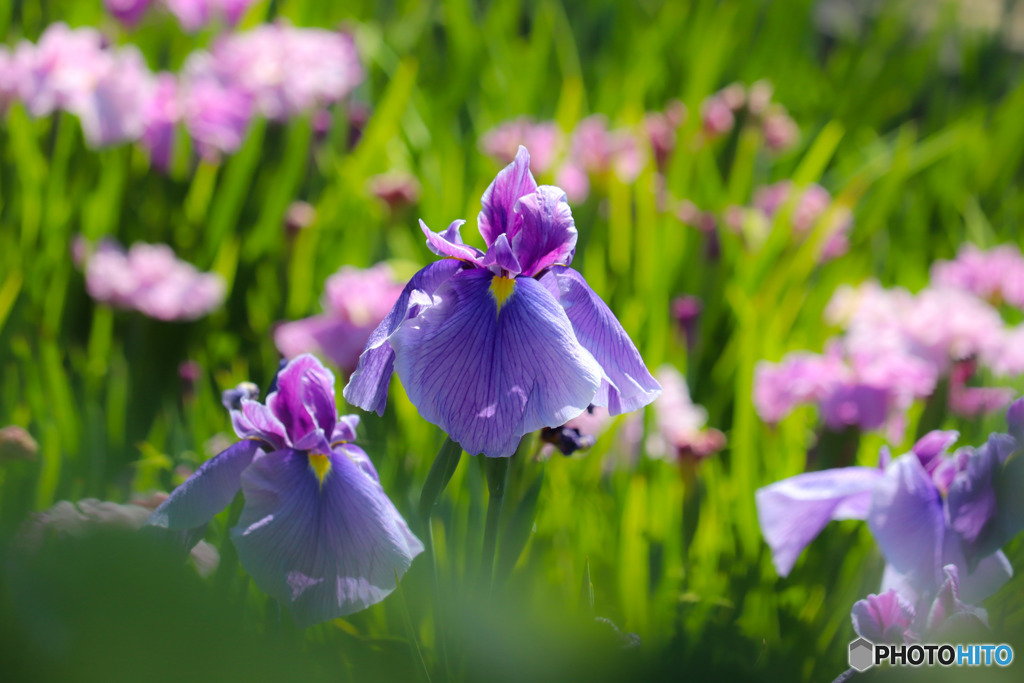 花菖蒲