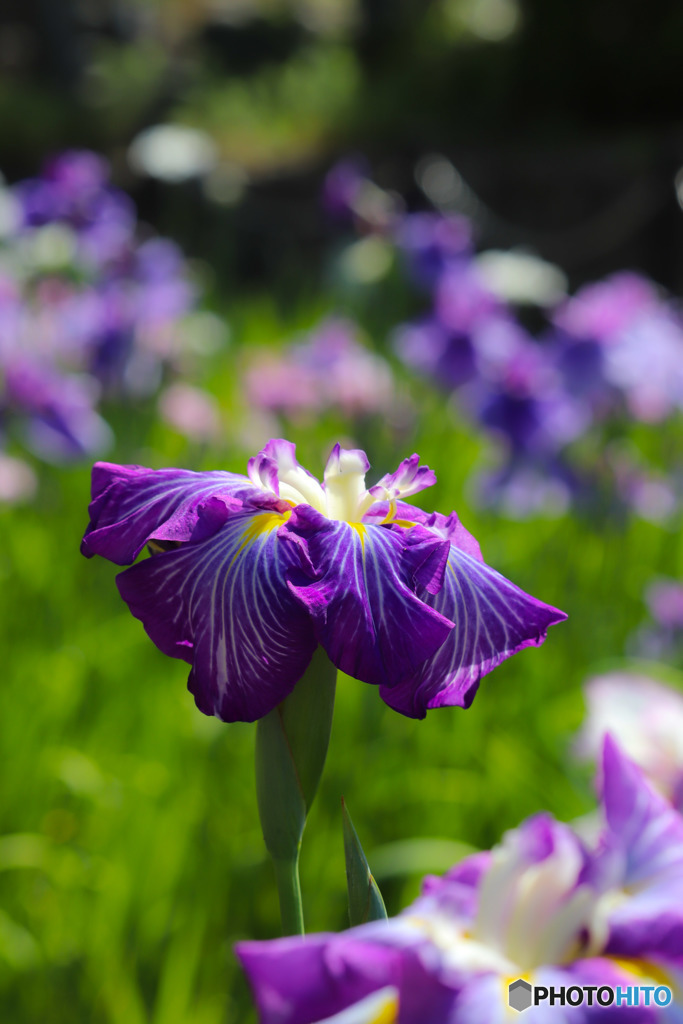 花菖蒲