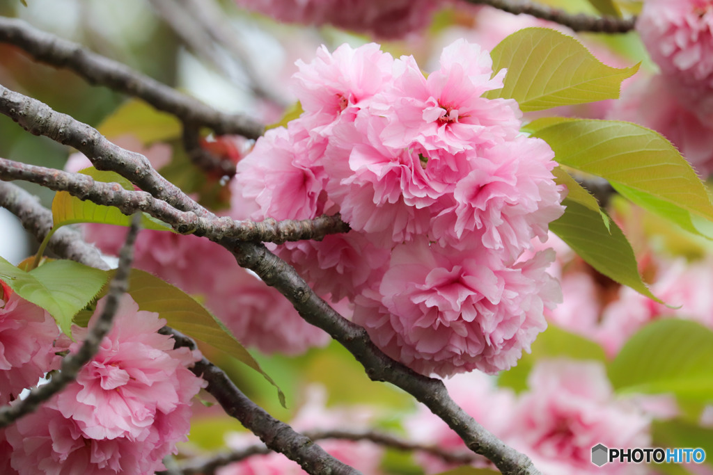 八重桜