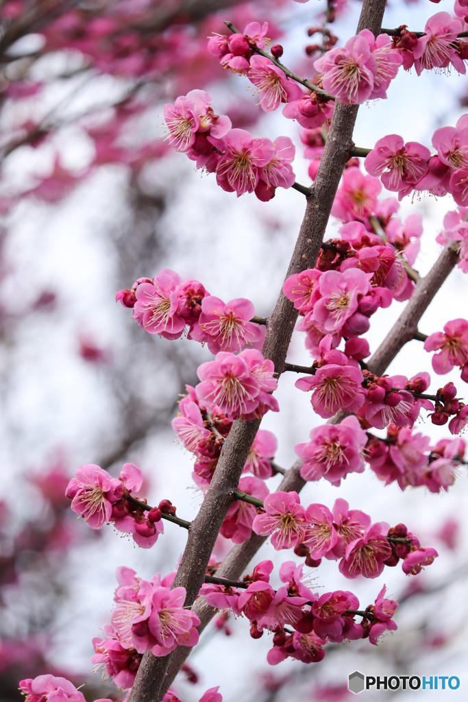 梅の花