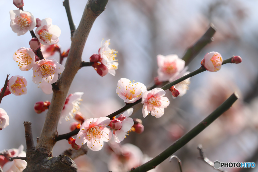 梅の花