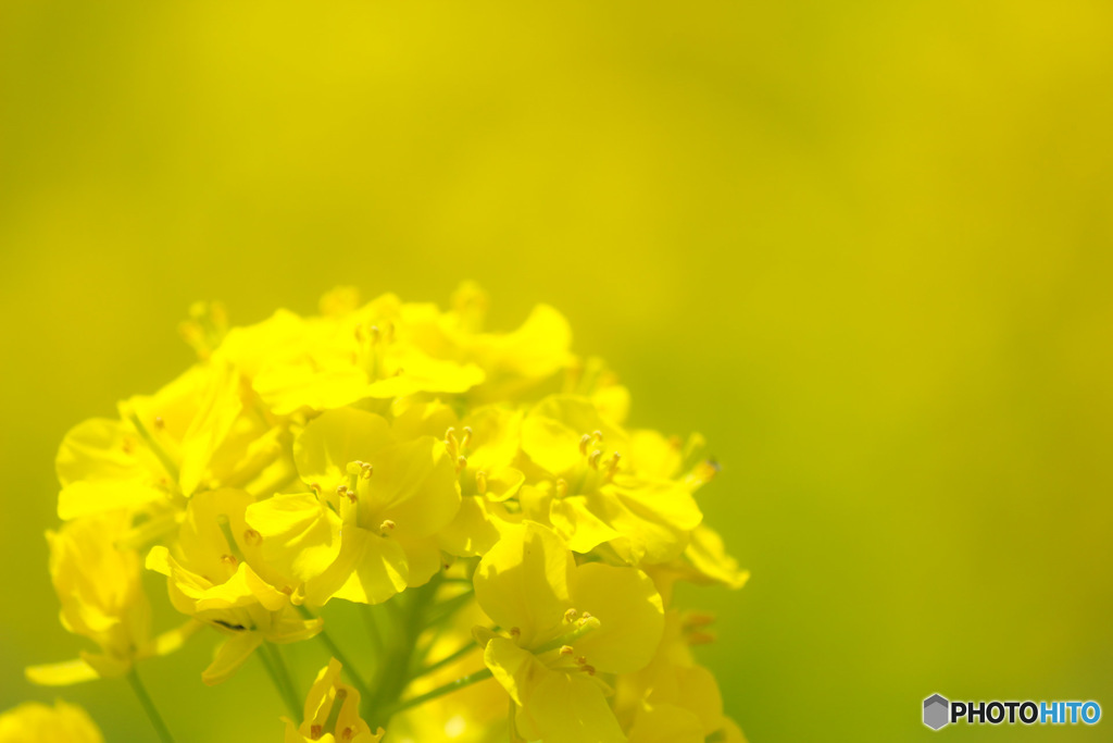 菜の花