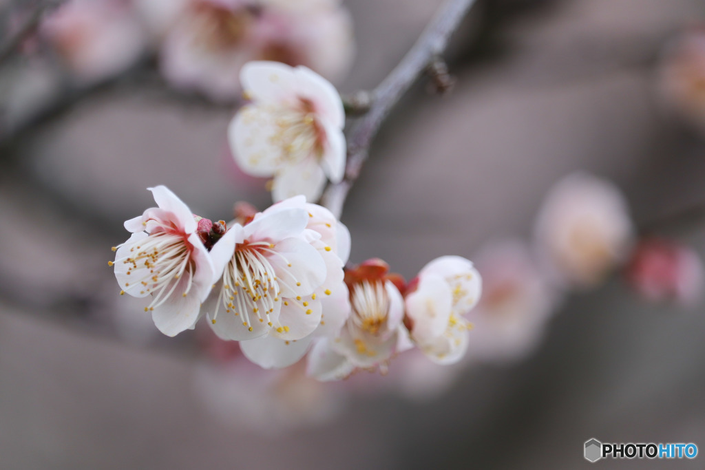 梅の花