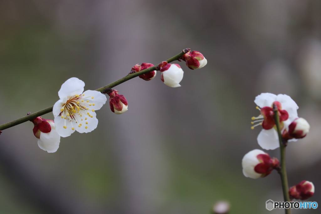 梅の花