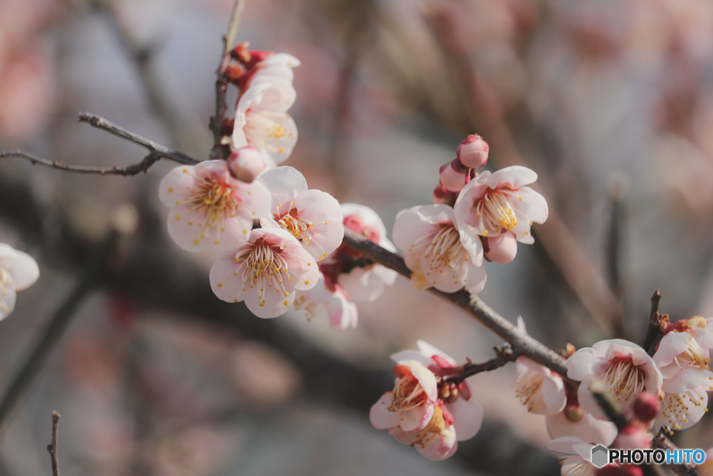 梅の花