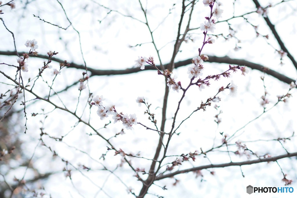 四季桜開花