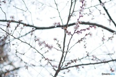 四季桜開花