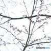 四季桜開花