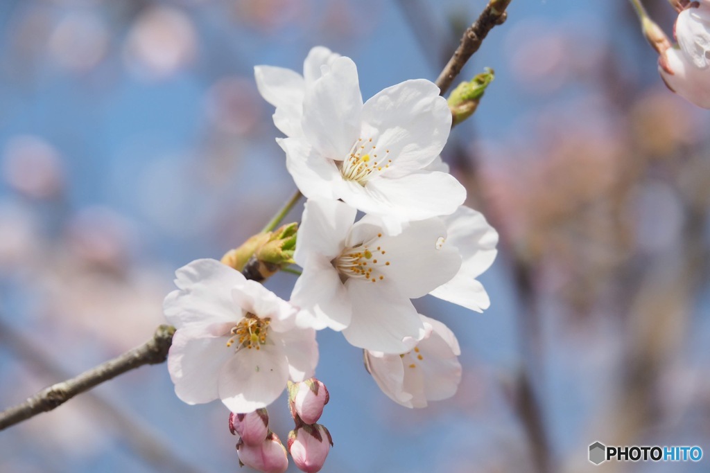 Sakura