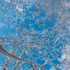 青空と樹氷