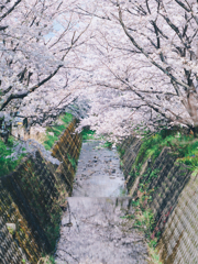 近所の桜