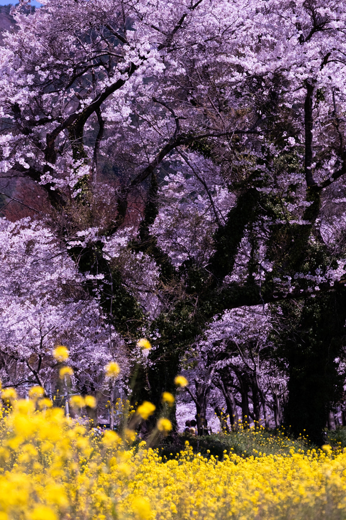 菜の花の群生と老木