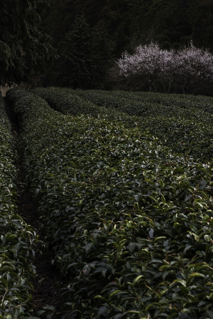 茶畑と桜