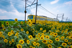 ひまわり色の電車