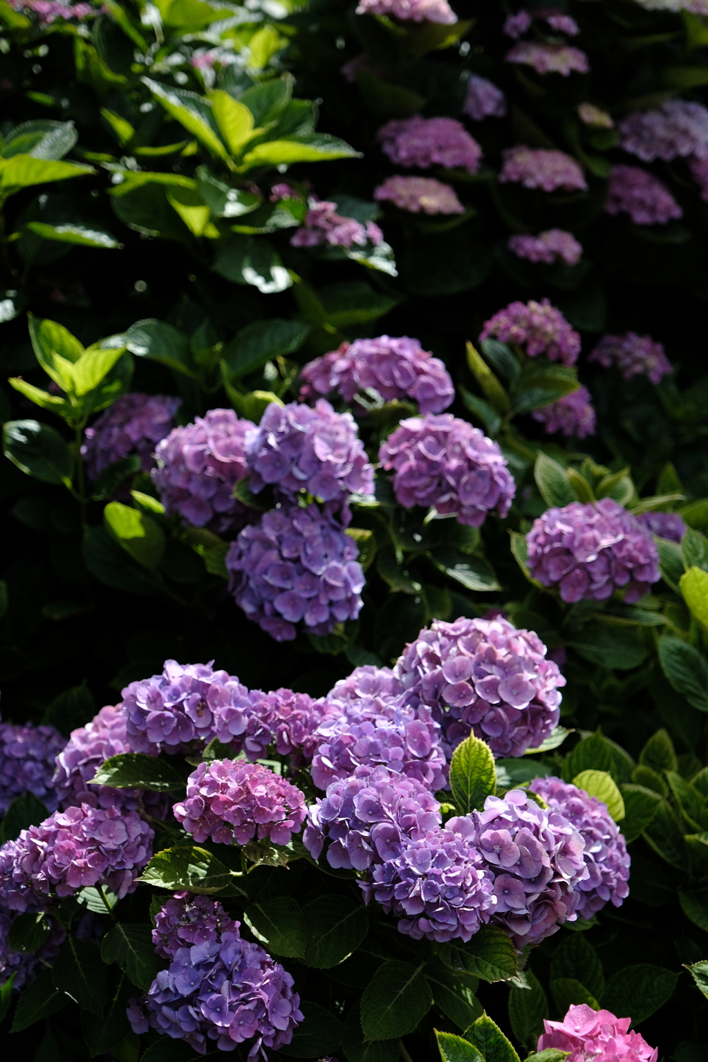 紫陽花の笑顔