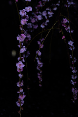 雨中の梅