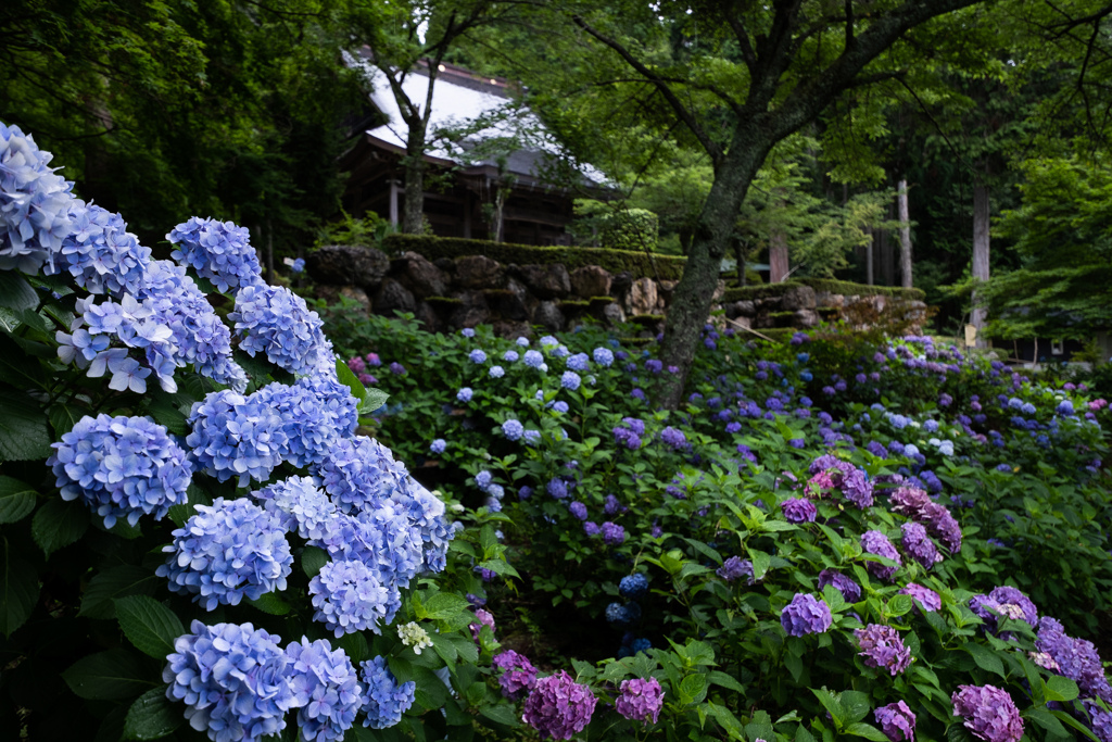 紫陽花の庭