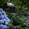 紫陽花の庭