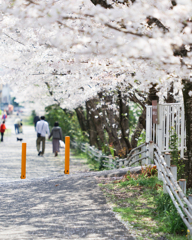 近所の桜