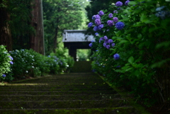 あじさい咲く参道