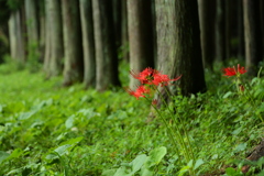 人知れず咲いた彼岸花