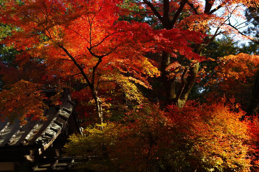 華蔵院の紅葉