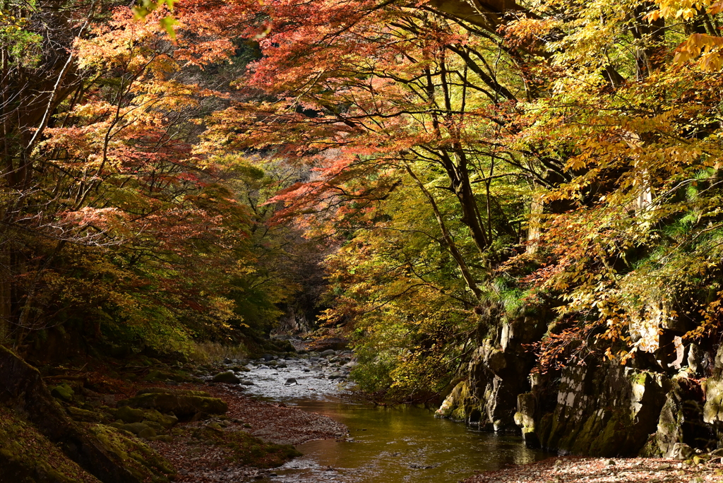 紅葉の大芦渓谷