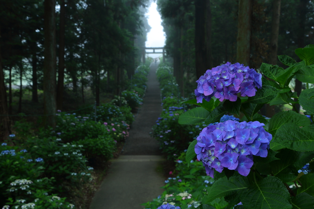 紫陽花咲く参道