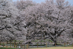 満開の淡墨桜