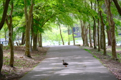 新緑の公園散歩