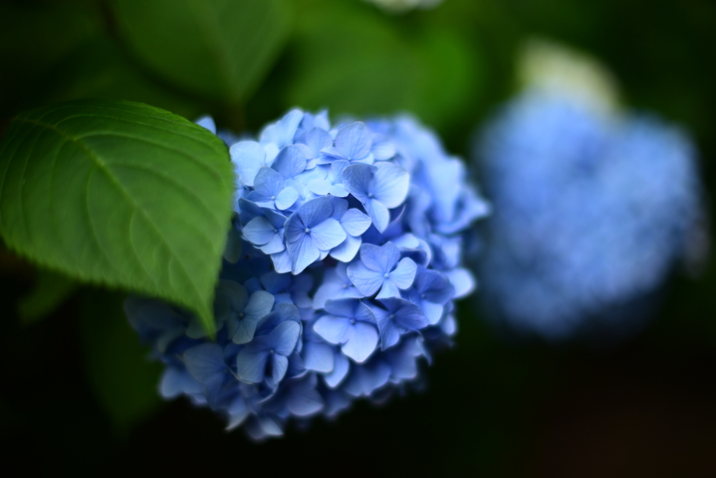紫陽花　青
