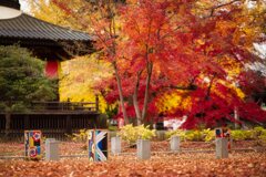 秋の鑁阿寺　4