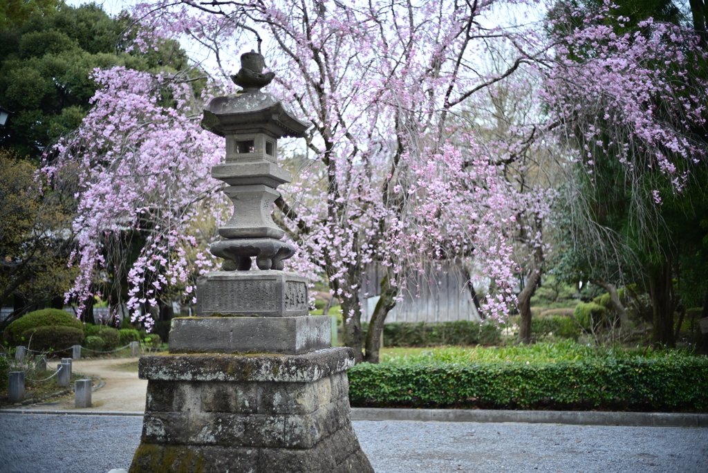 しだれ桜　②