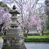 しだれ桜　②
