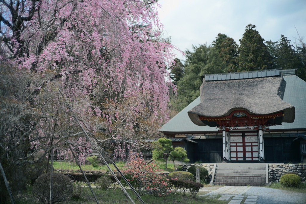 医王寺の桜