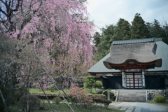 医王寺の桜