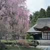 医王寺の桜