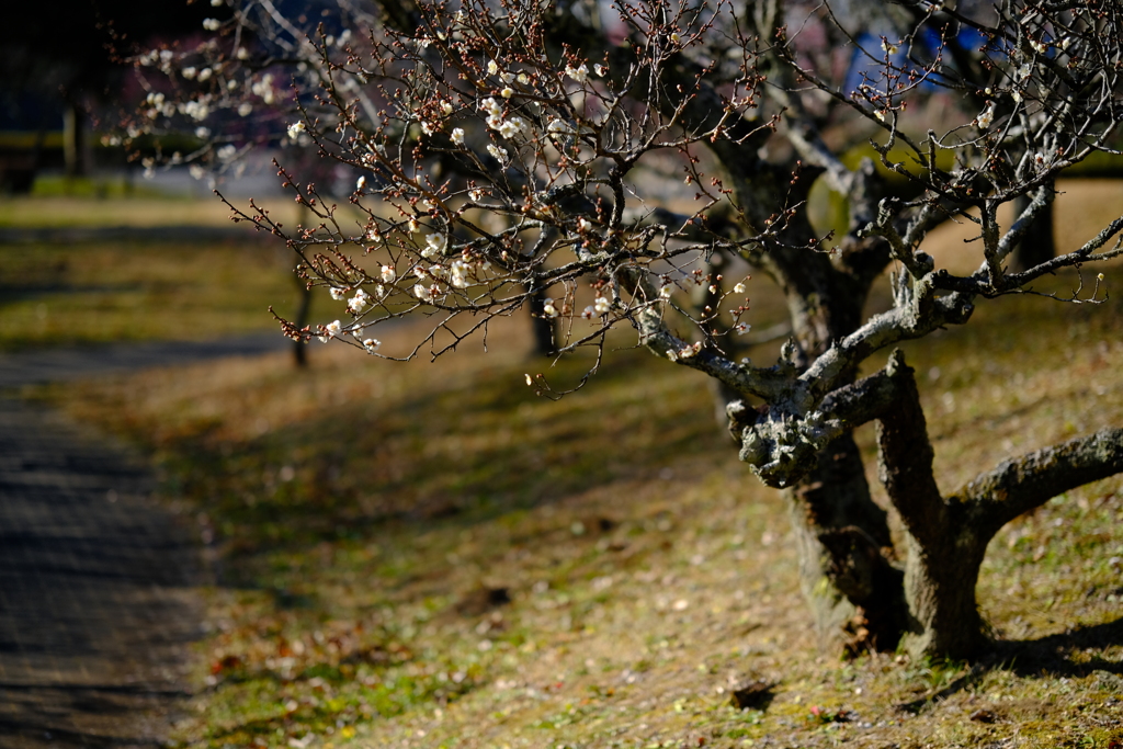 梅林公園スナップ　③