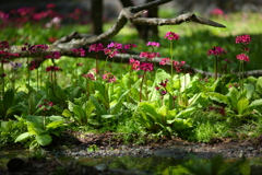 水辺の花　ⅱ