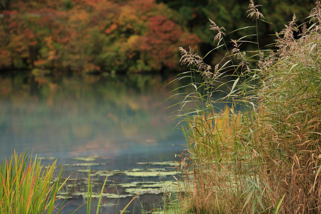 秋の湯ノ湖　１