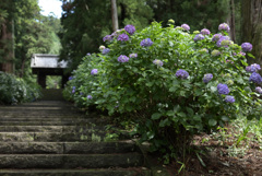 あじさい寺　２