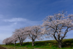 小貝川桜並木